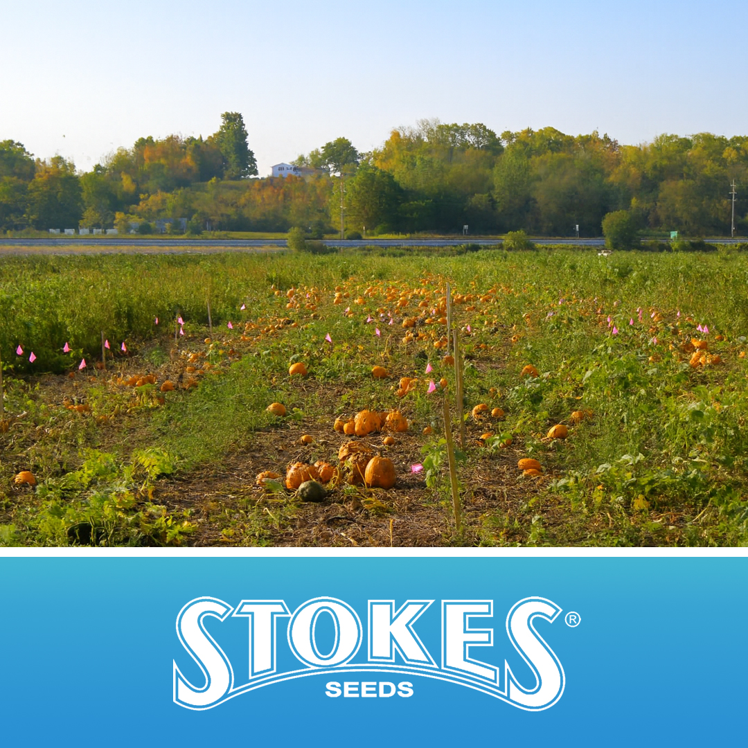 Siegers Seeds – i95dev